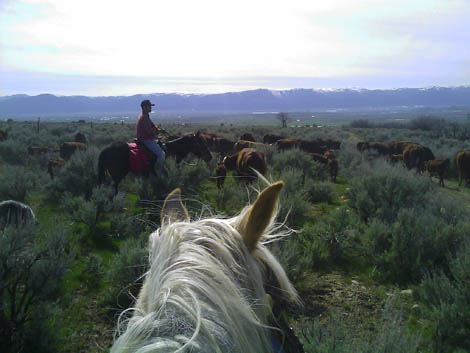 Spring Cattle Drive